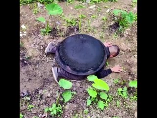 i've never seen such a turtle before