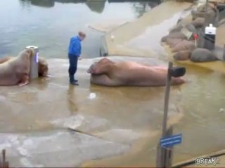 sea lion pumps up his abs